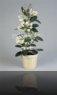 stephanotis 