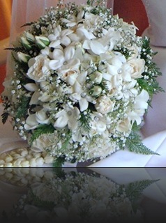 stephanotis stephanotis