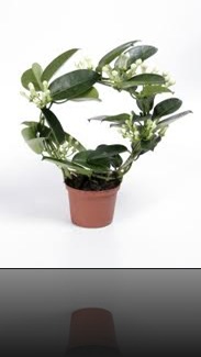 stephanotis 