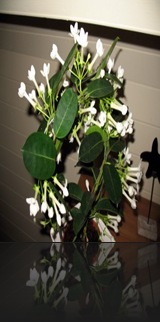 stephanotis stephanotis
