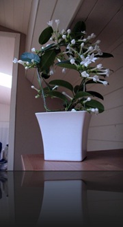 stephanotis stephanotis