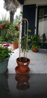 stephanotis stephanotis