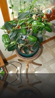 stephanotis stephanotis