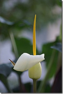 L’Arum blanche L’Arum blanche