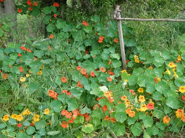 [Nov garden 2010 023[4].jpg]