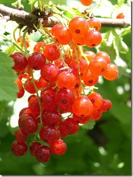 red currants 2