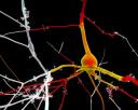 blue-brain-02.thumbnail.jpg
