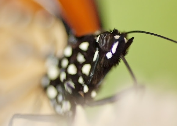 Spotting Image 1