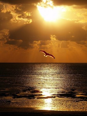 [pajaro_volando_a_la_luz_del_sol[3].jpg]