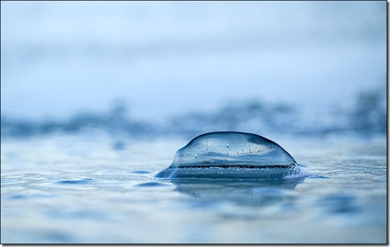cherry-beach_ice-macro_01