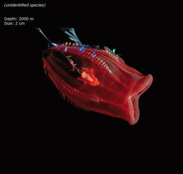 [Mariana-Trench-05[3].jpg]