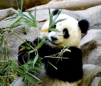 熊猫 熊猫