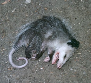 [possum[2].jpg]