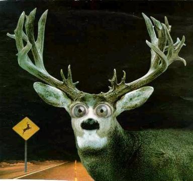 [deer_in_the_headlights[2].jpg]