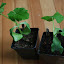Pumpkin 'Rouge Vif D'Etampes' (#2)