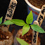 Pepper, Sweet 'Red Ruffles' (#2)