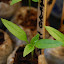 Pepper, Sweet 'Sweet Orange' (#2)