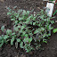 Sage, Tri-Colour