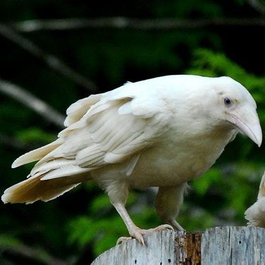 [raven3[2].jpg]