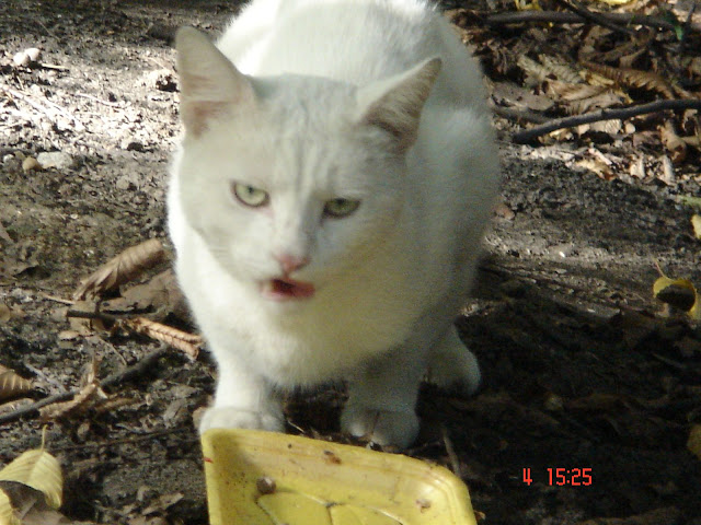 Obrazek