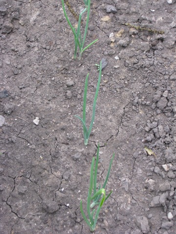 [May20100153.jpg]