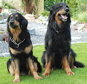 Hovawarts Venka and Apoll