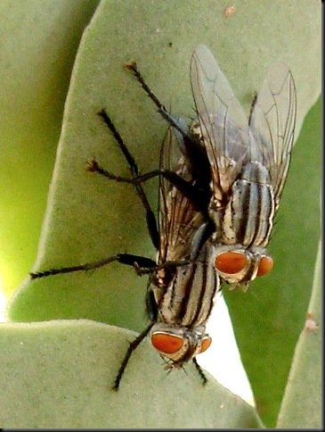moscas in love (4)