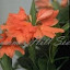 Crossandra Flame