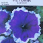 Petunia Blue Frost