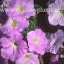 Petunia Avalanche Lilac