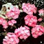 Geranium Black Magic Rose