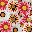 Gazania Daybreak Petticoat Mix