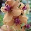 Verbascum Southern Charm