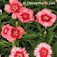 Dianthus Super Strawberry Parfait
