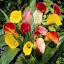 Calla Lily Mix # 2