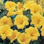 Daylily Stella De Oro