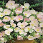 Evening Primrose Silky Orchid