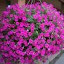 Petunia Easy Wave Pink