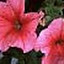 Petunia Daddy Strawberry
