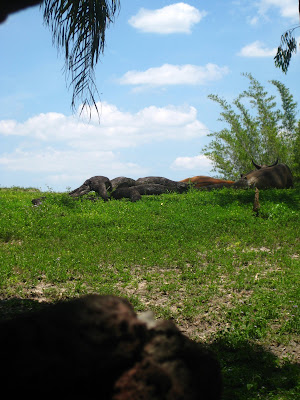 Florida%202009%20956.jpg