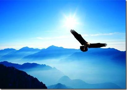 eagle