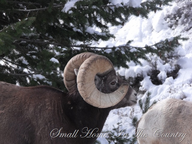 [hunting 2009 005[6].jpg]