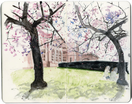 cherry tree drawing in blossom. japanese cherry tree drawing.
