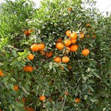 arboles-grandes2.JPG