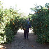 arboles-grandes.JPG