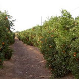 arboles-grandes4.JPG