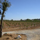 arboles-pequenos4.JPG