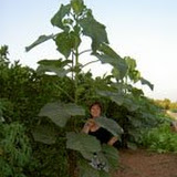 paulownia2.jpg