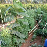 hort5.jpg