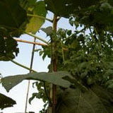 paulownia1.jpg